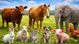 CREATURE COMPILATION Fascinating Animal World 🦦🦅🐾 | Leo Compilation