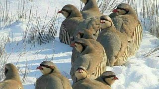 Yavru Keklik Sesi Partridge Chukar