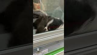 СУМКА СВОИМИ РУКАМИ😍👜👜👜 #shorts #лайфхак #diy видео