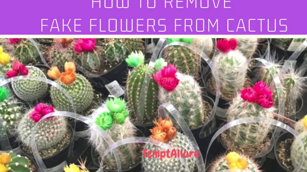 how to remove fake flowers from cactus part 1 YouTube