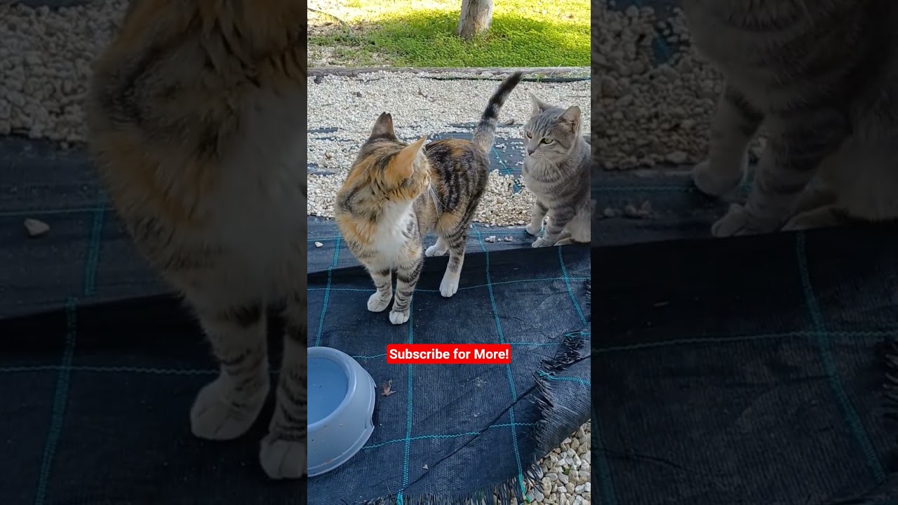 Smokey is drinking water! 