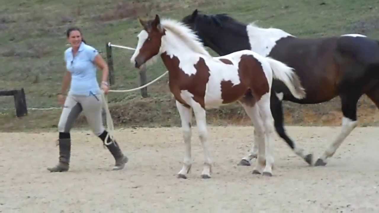Magic NZWB x Clydesdale colt for sale!!! YouTube