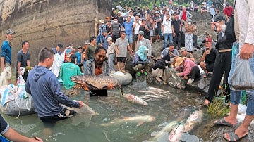 Cảnh tượng Chấn Động Dưới Chân Đập Thủy Điện Trị An Sau Khi Đóng Xả Lũ - Hàng Nghìn Người Săn Cá Lớn