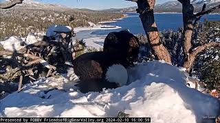 FOBBV CAM🦅Y-Branch Weighed Down By Snow❄️New Perch Or Will It Spring Back❓2024-02-10