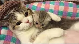 New Funny Animals 😍  Funniest Cats and Dogs Videos 😻🐶 Part 18 by Crazy Pets  41,291 views 3 months ago 20 minutes