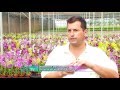 Matérias: conheça a Ecoflora, fazenda de flores de Holambra