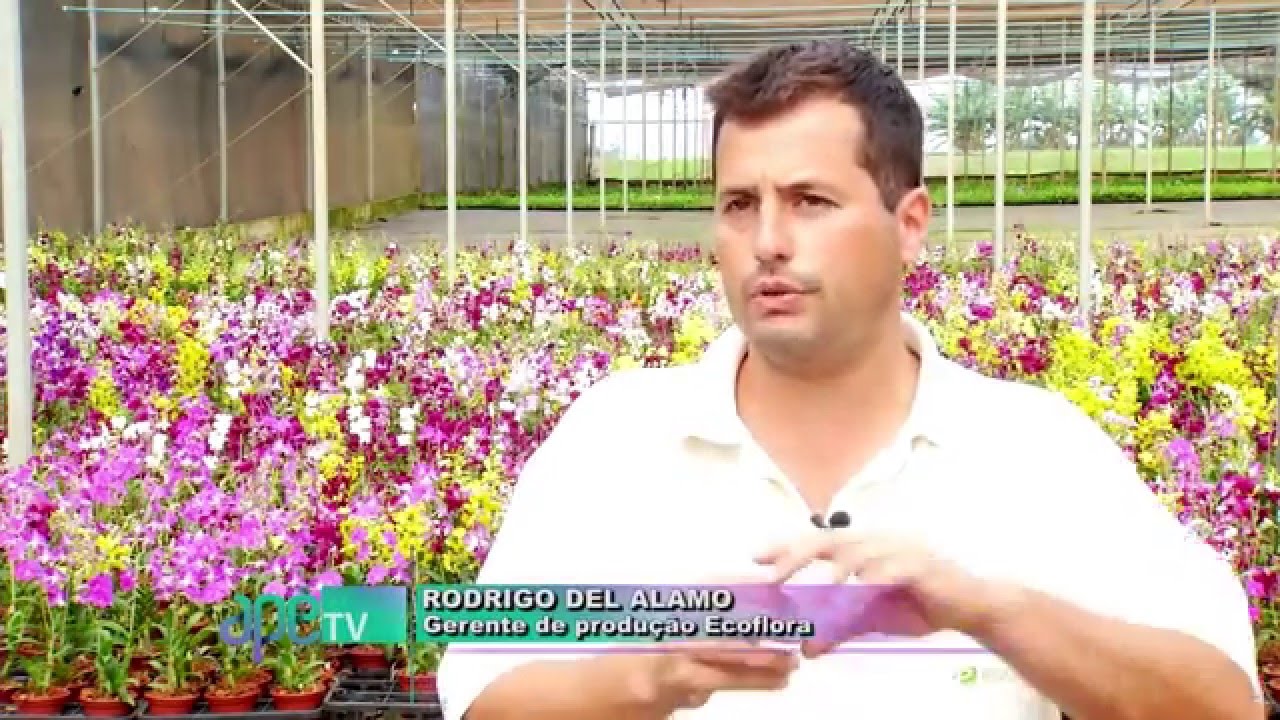 Matérias: conheça a Ecoflora, fazenda de flores de Holambra - thptnganamst.edu.vn