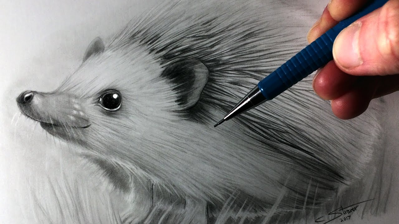 How to Draw a Hedgehog - YouTube