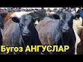 Бозорга тоза зотли бугоз ангуслар чикибди 2000$ ками бор