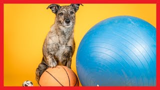 10 Dog Tricks with a Ball by Kathleen Tepperies CTDI, CAP3, FSG1 158 views 2 months ago 2 minutes, 4 seconds