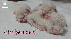 랙돌열한스푼 - Youtube