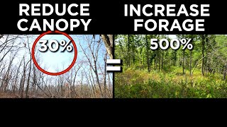 30% More Sunlight = 500% More Forage For Deer!! by Whitetail Properties 2,291 views 3 weeks ago 3 minutes, 42 seconds