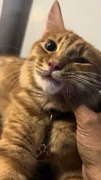 Download lagu Saan nga naturugen #nabannug