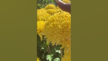 Hoa Cúc Đại Đoá Tết 2024 Khánh Hòa Chậu 1M2 1M 85 60 40 Hoa Cúc Giống Xuất Các Tỉnh  #shorts