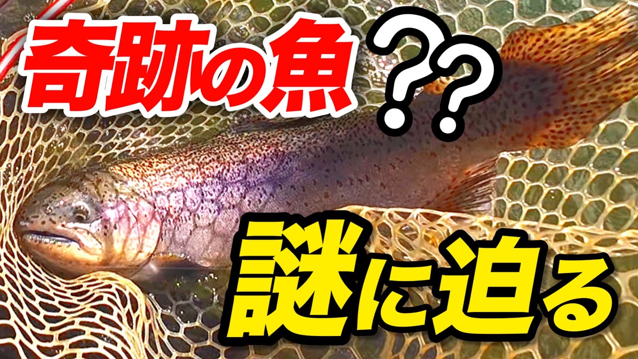 【東山湖FA】富士の介は釣れる？激レア高級魚に挑むエリアトラウト