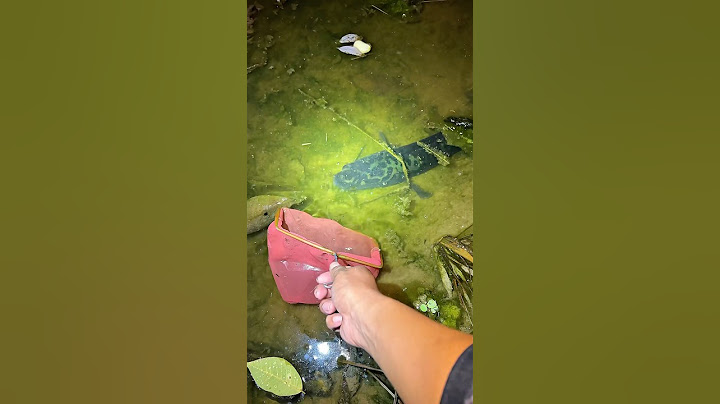 Induk ikan toman hijau monster 😨🔥🔥