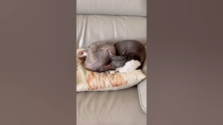 Watch the video about So much love 🥰#cat #cute #shorts