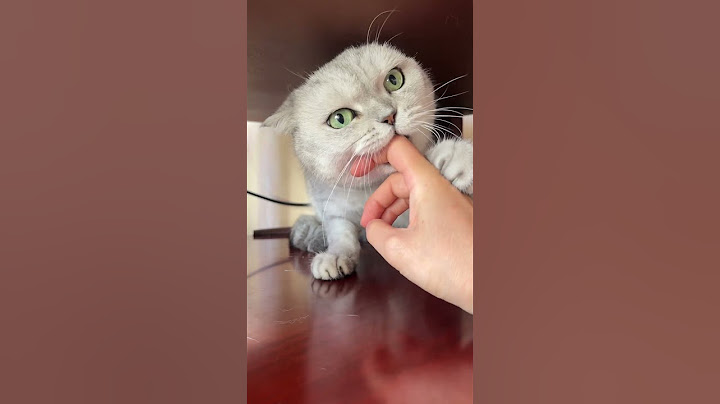 这以后的日子可咋过啊！ 你们家猫生气了都怎么哄得？