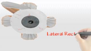 Extra Ocular Muscles Explained 3d Medical animation~cooldude5757