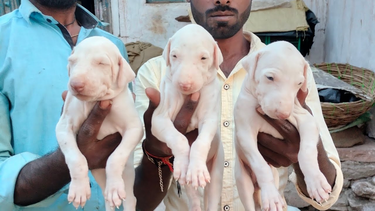 Balaji kennel presents desi mudhol puppies from uttara Karnataka