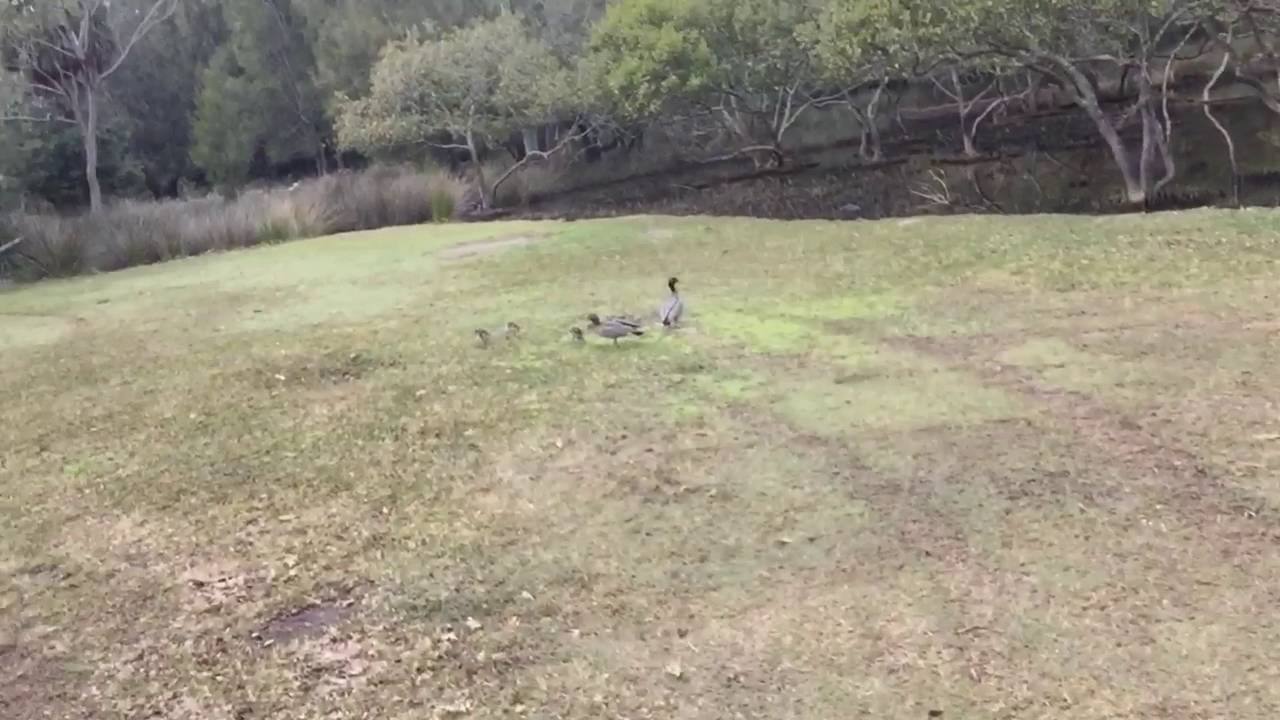 wildlife tea BABY DUCKS with Ranger Jamie