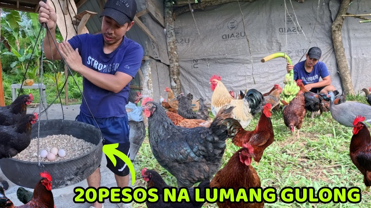 GUMAWA NG PUGAD NG MANOK DAHIL NANGINGINGITLOG NA AT PAGHAHANDA PARA SA PAGPAPAKABIT NG KURYENTE