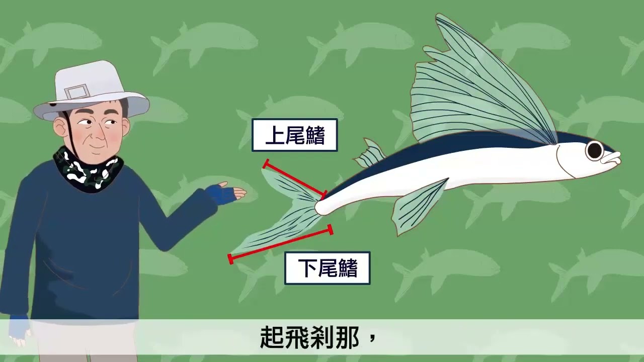課文動畫全文版 飛魚
