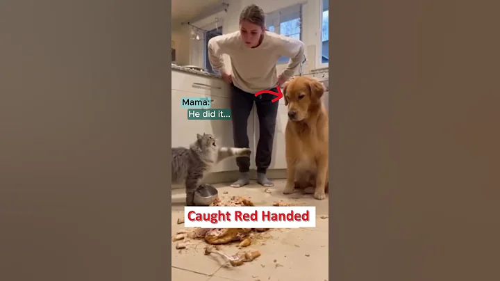 Video 11217151: hilarious cat vs dog, funny cat steals, cat chicken funny, funny pets