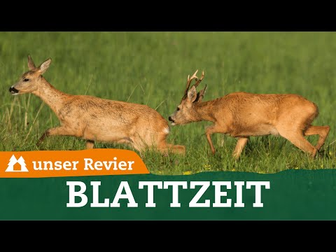 Video: Solltest du während der Brunft grunzen?