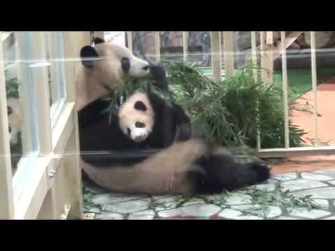 良浜と優浜 （子パンダ脱走）