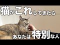 猫が大好きな人にしか見せない特別な行動7選！