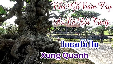 Nhà Gỗ Vườn Cây Ao Cá Đồi Tùng Bonsai Cổ Thụ Xung Quanh