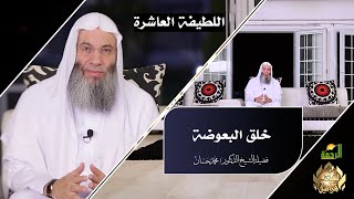 خلق البعوضة ح 10 برنامج لطائف قرآنية مع فضيلة الشيخ الدكتور محمد حسان