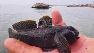 Мощная Рыбалка Мощный Клев На Берегу Каспийского Моря 👍Рыбалка в Дагестане👍