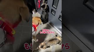 犬のお散歩へ一緒に行きたい猫たち♪ #shorts