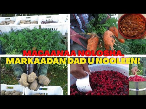 GACANTA KOREEYSAA QEERKA KU JIRAA SHAQSI KALLE DHIDIDKIISA FARXAD LAGUMA HELO