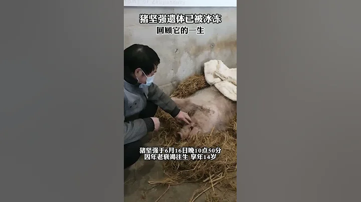 汶川大地震豬堅強遺體已被冰凍，它成為「堅強」的代名詞%豬堅強 #汶川地震 - 天天要聞