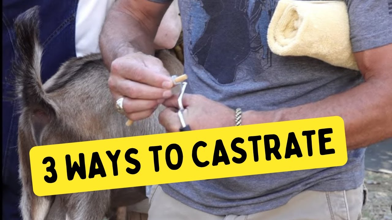 Castration Bander Goats Sheep Calves W/Bands - Pasadena Music Academy –  Music Lessons in Pasadena