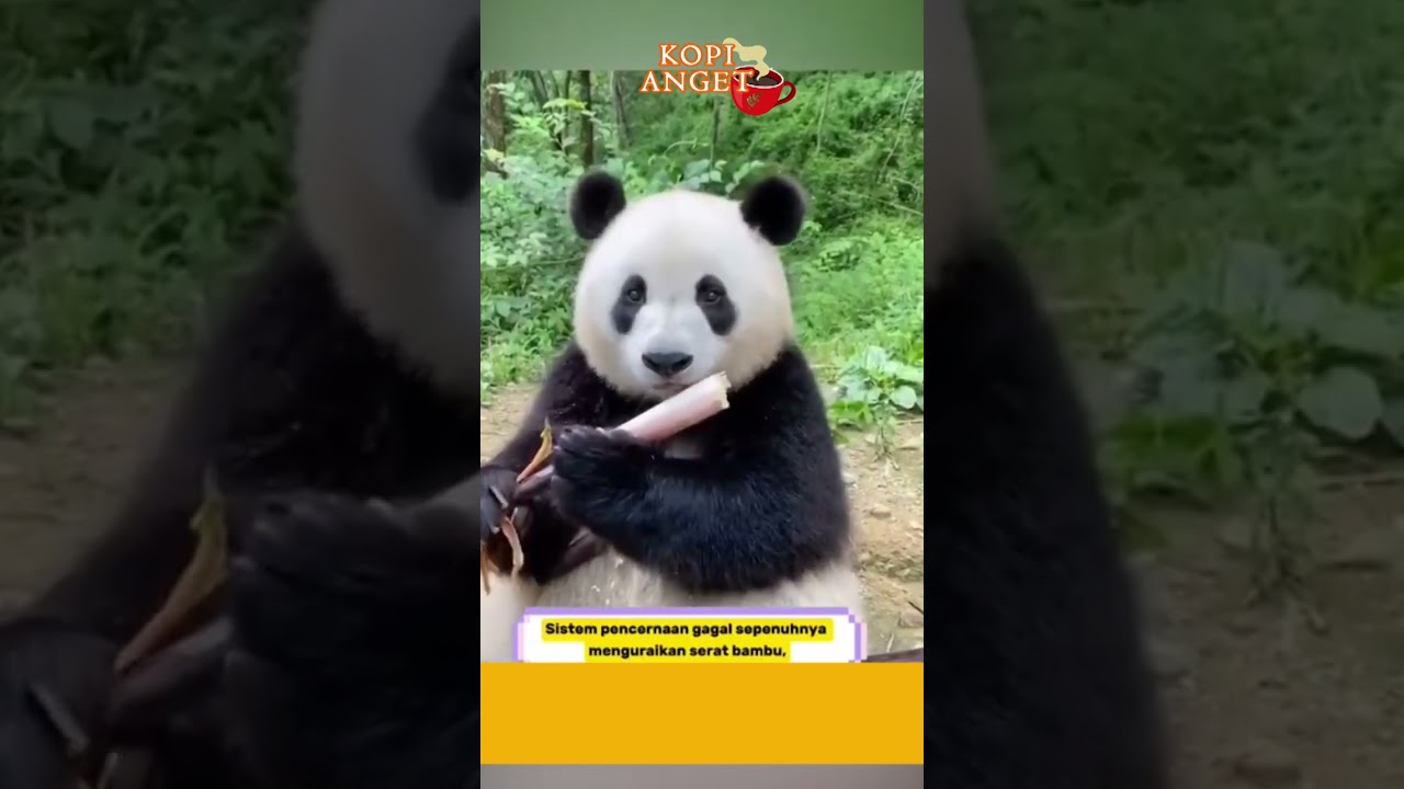 Tinja Hewan Panda diolah Jadi Teh 