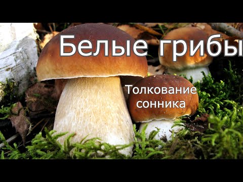 Белые грибы - толкование сонника