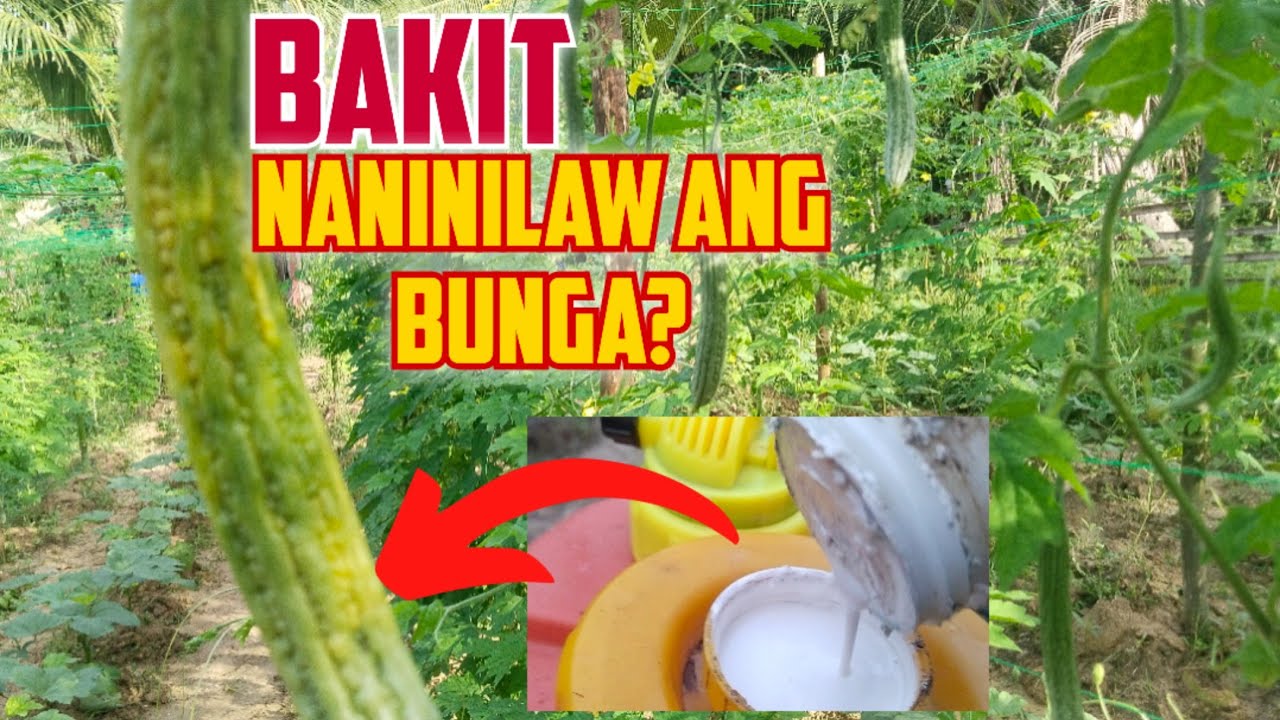 Naninilaw ang Bunga ng Ampalaya Dahil sa Fruit Fly?! Eto ang I-Spray Mo!