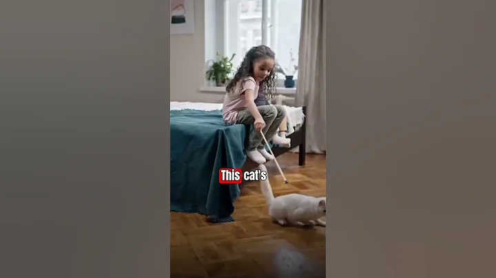 Video 7974681: siberian cat breed, siberian cats meet, catlover