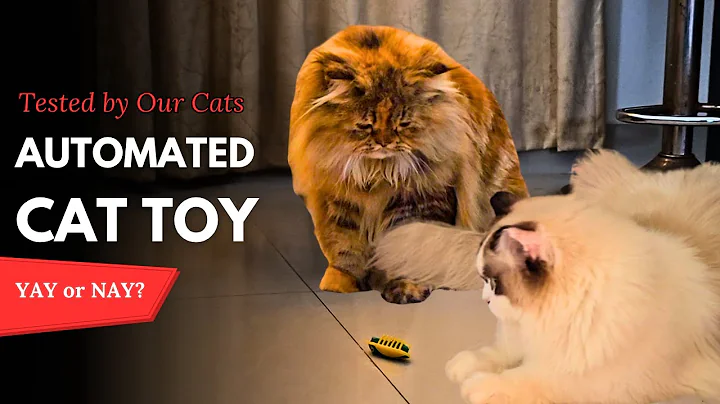 Video 10309111: siberian cat kitten, adorable siberian cat, cat toy kitten, feline fun