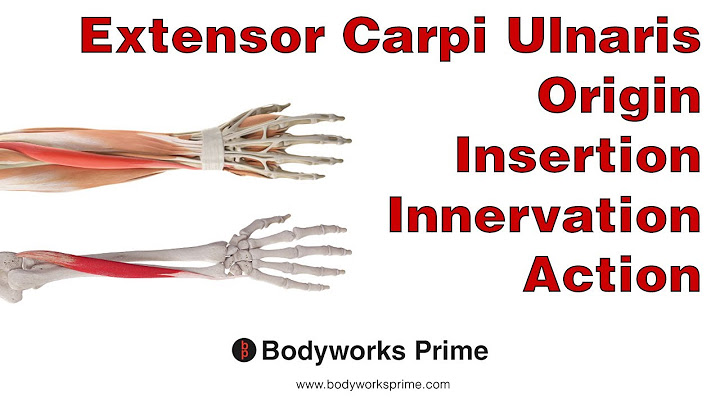 Extensor Carpi Ulnaris Anatomy