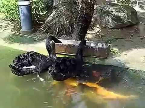 black-swan-feeding-koi-fish