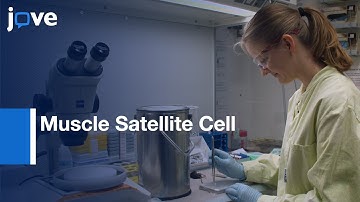 Muscle Satellite Cell Function Analysis and Injection of siRNA | Protocol Preview