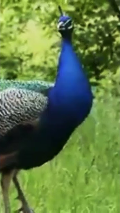 Ternyata begini Suara burung merak
