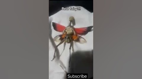 Real fairy caught!?