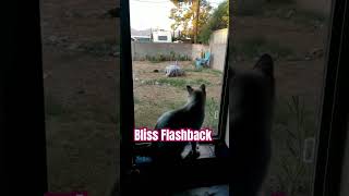 Bliss and the feral cat