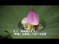 【吃在關西】日本料理的最高峰：京都料理　【関西を食す】京料理